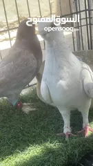  2 حمام كش و زق