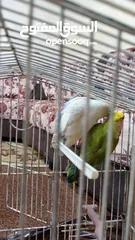  3 جوز روز للبيع دون قفص مطلوب