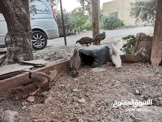  9 خمسة ذكور حجل  للبيع