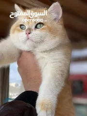  2 للبيع ذكر سكوتش ستريت