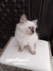  3 قطط للبيع اتمنى الصامل