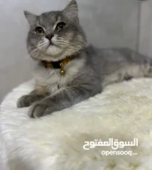  7 ابو فادي/مندوب خدمه توصيل القطط للعيادات البيطرية