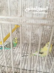  1 جوز طيور حب للبيع