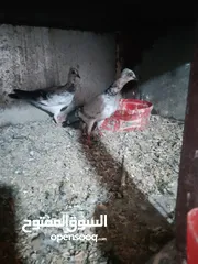  18 متاح جواز و حبات فلت موجودات طبربور سعرهن كويس