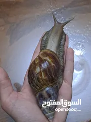 5 حلزونات أفريقية للبيع