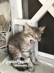  4 قط شيرازي.