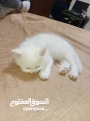  10 بسه شيرازيه للبيع عمرها تقريبا شهر