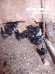  5 صيصان اجاج بلدي .