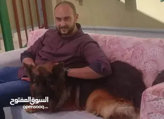 3 تدريب كلاب ..فندق للكلاب....تحميم كلاب
