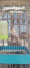  4 كوكتيل جوز للبيع