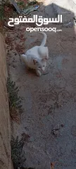  4 قط ابيض جميل جدا مع عينان زرقاوان و حالته الصحية جيدة و هادا و مرح وكن غير مدرب
