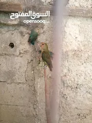  2 ثلث جواز شغالات الوان حلوه جوزين روز أخضر وزيتي تركواز وجوز فشر ازرق راس اسود وجوز للبيع او البدل