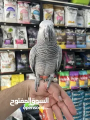  11 متوفر لدينا تشكيله طيور جميله