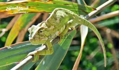  1 Friendly Chameleon With Cage for Sale حرباء