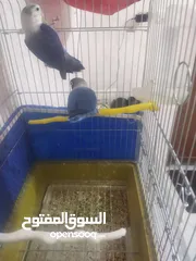  5 جوز فيشر + وجوزكنار جواز سغاله