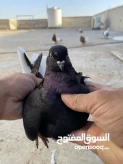  4 كوم حمام للبيع