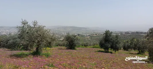  4 ارض 4  دونمات   في عنيبه للبيع بالقرب من الدكتور محمد نوح القضاه