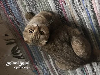  8 4 قطط للبيع