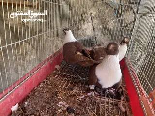  3 جواز حمام للبيع كوم