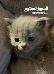  12 Persian short hair kitten