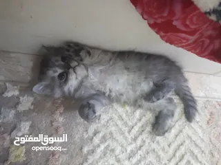  4 قط شيرازي هيملايا للبيع