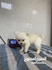  7 Baby Pomeranian in Dubai