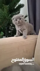  1 انثى سكوتش فولد