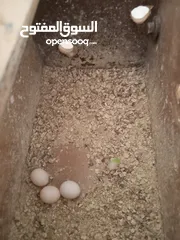  14 طيور حب للبيع