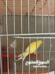 9 ثلث حبات كنار