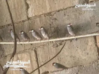  4 طيور الجاوا  شغاله