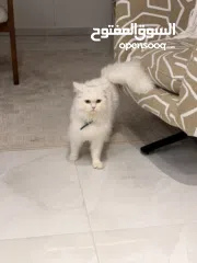  1 قط شيرازي ابيضّ