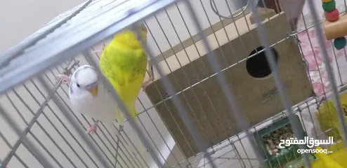  2 طيور حب للبيع مع كامل اغراضهم