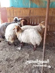  8 نبدأ بصلاة عل رسول الله - عرووووض  -عرووووض عروووض-  بمناسبة عيد الاضحى المبارك