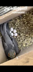  1 مطير كوكتيل