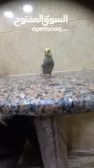  3 ببغاء كوكتيل اليف وعمرو صغير