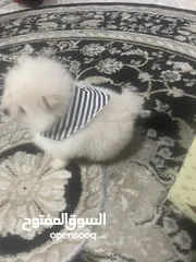  1 كلب ذكر وانثى