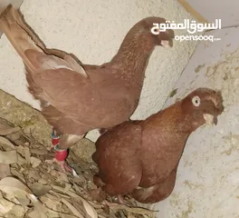  29 حمام جواز بصلات على نبي الحبه ب دينارين واغلبو تحتيو فراخ وبيض