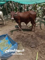  4 ثيران اثيوبيات مطعومات