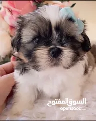  2 Purebred shihtzu puppies