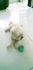  11 ذكر وانثى  فرنش تيرير عمر شهرين الأنثى والذكر سنتين puppy 2-months - French Terrier female & boy