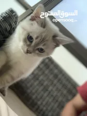  1 قطه سكوتش ستريت