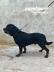  4 روت وايلر مستوى عالي