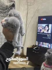  2 قطط سكوتش فولد ودبل وستريت