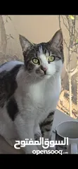  1 قط بلدي ذكر للتبني ( مجانا)