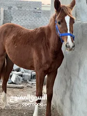  3 مهره للبيع عربيه اصيله