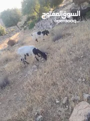  1 عنزتين سن جمع نضيف سوبر السوبر