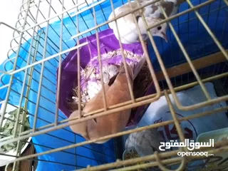  25 طيور منتجة وتحتها بيض او فراخ ويوجد طيور تانية اليفة