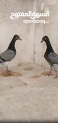  5 حمام شلبي نخب اول