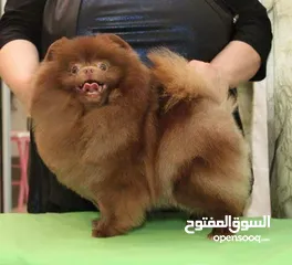  22 Pomeranian   Samoyed    Giant Malamute