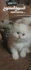  2 متاح 3 قطط هملاي    مع بعض العمر  اشهرين الابيض ذكر  العنوان جنين